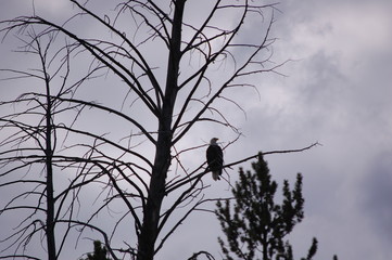 American Eagle
