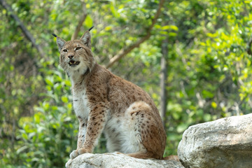 Lince, Lynx lynx