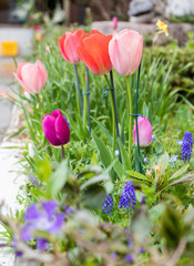 tulips in blossom