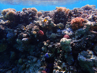 Fototapeta na wymiar coral reef in egypt as ocean background