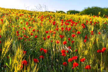 Red poppies flowers in the sunlight among wheat ears