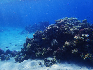 coral reef in egypt as ocean background