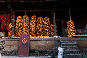 Cobs of corn drying in house courtyard during harvest