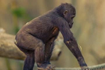 Adolescent Gorilla sitting in the sunshine.