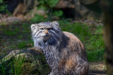 Naklejka na ściany i meble Manul (Otocolobus manul) is a longhair feline of the subfamily of small cats. It inhabits the stony steppes of Central Asia.