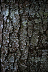 The trunk of the beech bark.