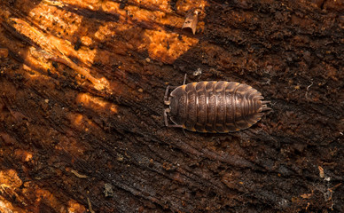 Armadillidium vulgare, the pill-bug, potato bug, pill woodlouse, roly-poly, doodle bug or carpenter.