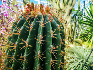 Close up of a cactus with a tropical background