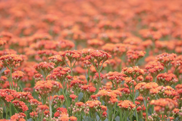 a flower show at hong kong 2014