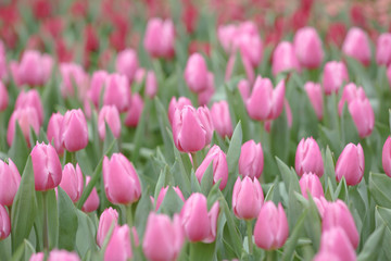  pink tulip field at flower show hk 2014
