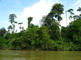 Taman Negara, Rain forest, Malaysia