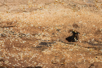 Many termites eat wood And destroying wooden houses, wooden parts and destroying wooden-image products