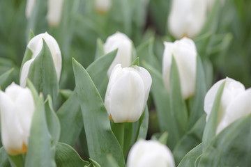white tulip field at flower show hk 2014