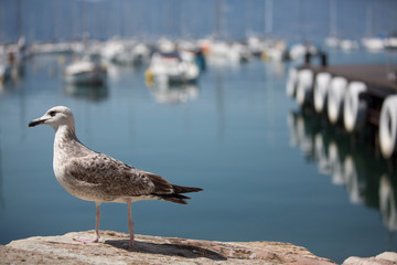 Seagulls Lerici