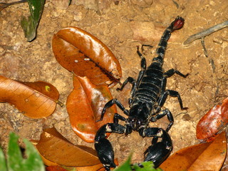 Taman Negara, Rain forest, Malaysia