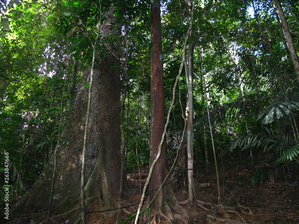 Wall mural Taman Negara, Rain forest, Malaysia