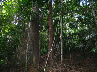 Taman Negara, Rain forest, Malaysia