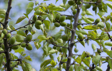 Unripe green apricot on a tree 