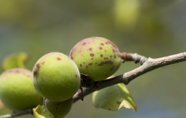 Unripe green apricot on a tree 