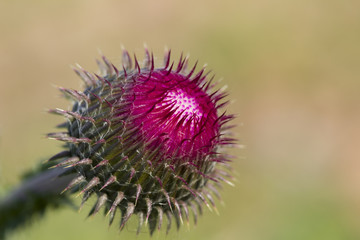 Blooming thistle. With details flower