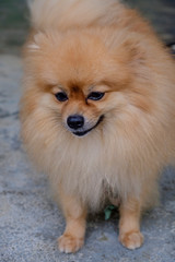 Pomeranian dog brown