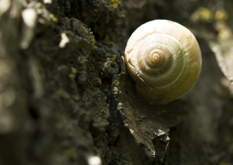 Snail On Tree Bark