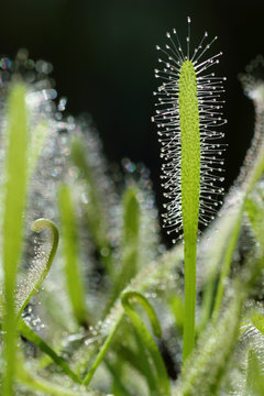 Macro photo of sticky carnivorous drosera plant. Selective focus.