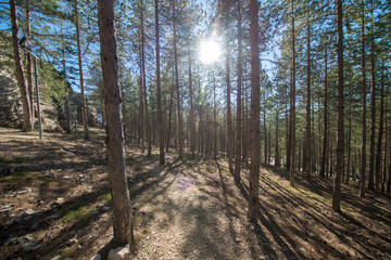 Obraz premium Pine forests around the town of Morella