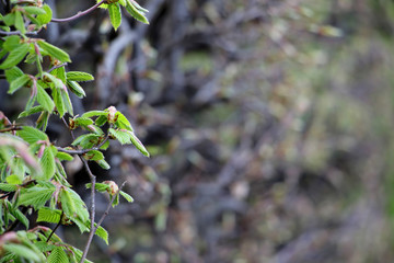 Topiary bush close up. Defocusing background.