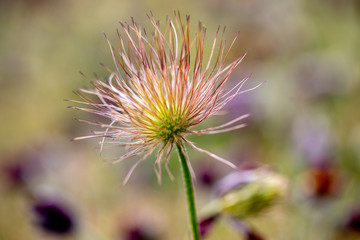 The pulsating anemones are in bloom in the Drôme