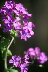 Fototapeta na wymiar purple flowers on a green background