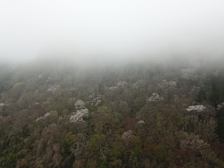 日本の山の満開の桜の花