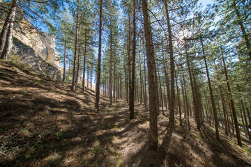 Pine forests around the town of Morella