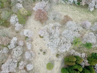 日本の山の満開の桜の花