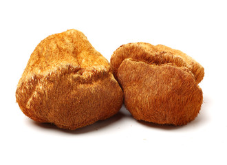 hericium erinaceus on white background © zcy