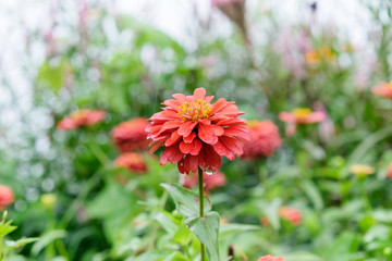 Zinnia orange In the rain there is a drop of water