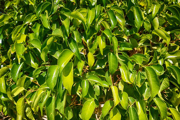 ficus benjamina plant leaves texture
