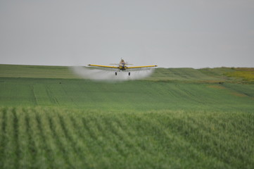 Cropduster Swirl