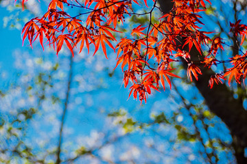 leaves wall background, leaf wall nature background, 