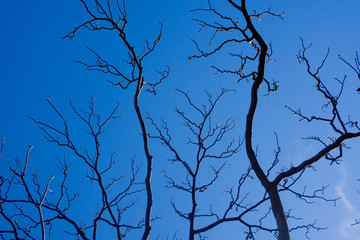 landscape, big tree in the forest, leaf background