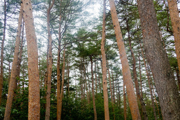Fototapeta premium landscape, big tree in the forest, leaf background