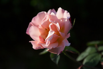 Beautiful Pink Rose 