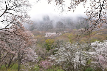 日本の奈良の満開の桜