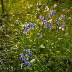 Spring flowering blue Spanish bluebells ( Hyacinthoides hispanica) an English woodland setting.
