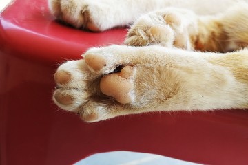 under foot of cat foot