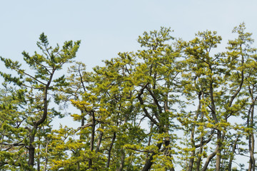 landscape, big tree in the forest, leaf background