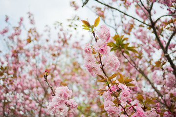 Sakura flower, nature background, flower at japan