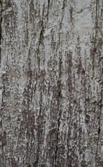 wood background texture, abstract,