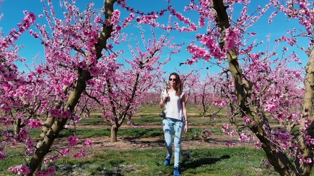 Attractive women walking with a photographic camera in the middle of a peach and cherry field with blossoming fruit trees and pinky leafs in a sunny day. Japan like in Spain, Catalunya.