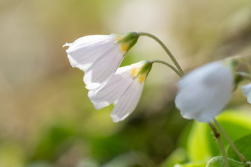 Blüten von Waldsauerklee (Oxalis acetosella)